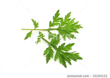 mugwort, spring flower, japanese mugwort
