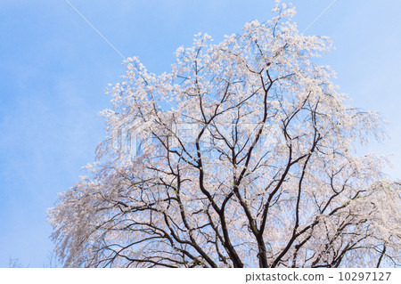 cherry blossom, weeping cherry tree, sakura