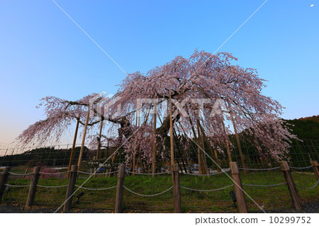 樱花 树枝低垂的樱花树