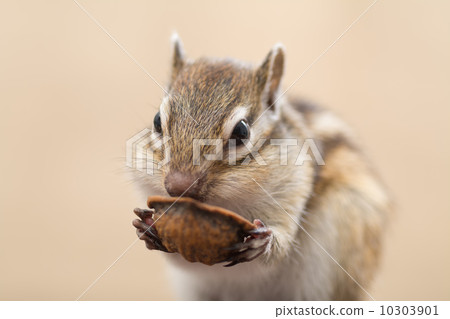 stock photo: squirrel, squirrels, husk