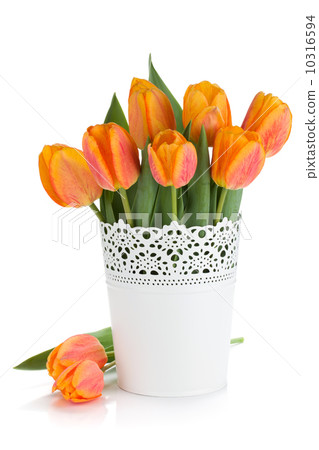 flowerpot,sprouts 图库照片: orange tulips in flowerpot
