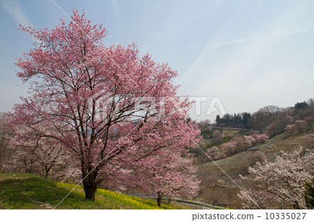 photo : wild cherry tree, wild cherry blossom, cherry blossom