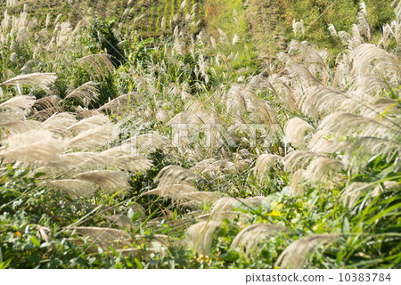 photo : silver grass, zebra grass, grow