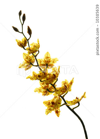 图库照片: yellow orchid isolated on a white background