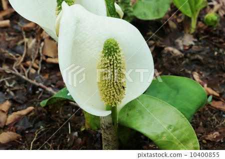 图库照片 湿植物,水花竹花·鲜花盛开像纯白花包围黄花花苞苞·单侧