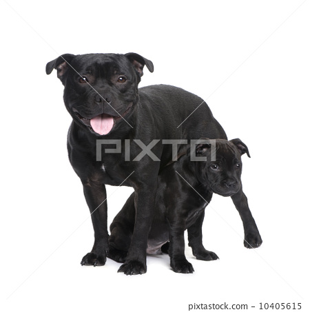 staffordshire bull terrier () 10405615