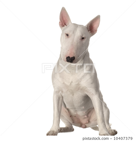 bull terrier