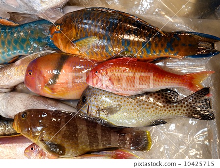 colorful parrot fish for sale 10425715