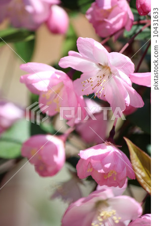 flowering crab apple, blue flowers, white flowers