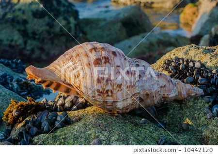 stock photo: seashell