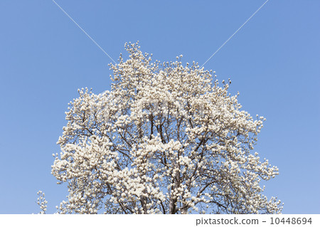 white magnolia, fine, plant - stock photo [10448694] - pixta