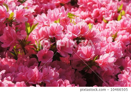 stock photo: azalea, azaleas, kurume azalea
