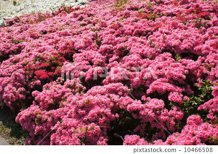 stock photo: azalea, azaleas, kurume azalea
