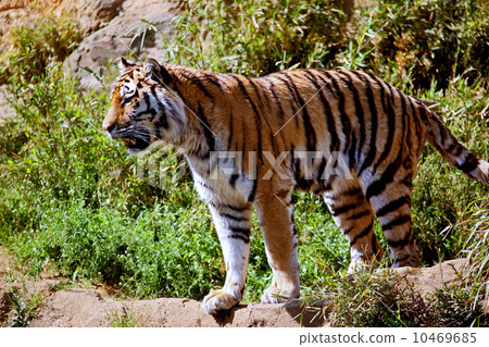 siberian tiger, tigers, tigress