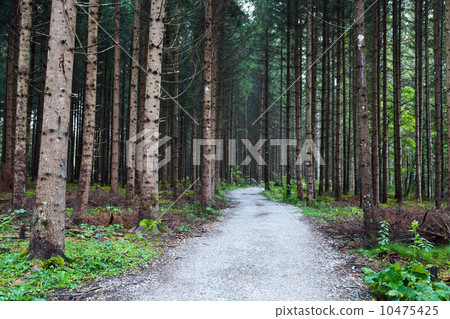 图库照片: old coniferous forest