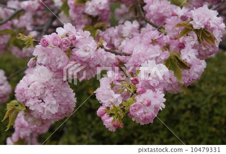 照片: 重瓣樱树 植物学 蓓蕾