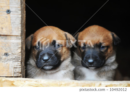 puppies belgian shepherd malinois