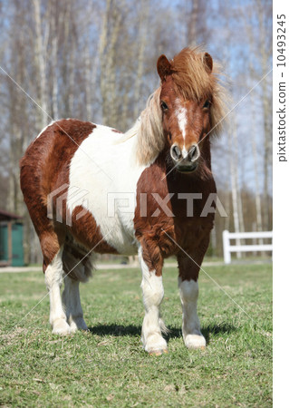 照片素材(图片): beautiful skewbald shetland pony standing in out