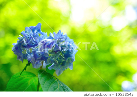 photo : hydrangea, meigetsu-in temple, north kamakura