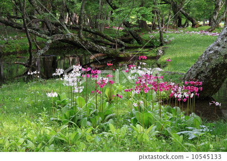 stock photo: primula japonica, japanese primrose, nikko city