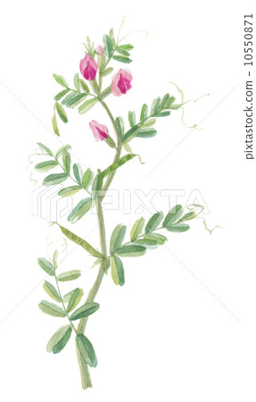 illustration : flower, blue flowers, white flowers