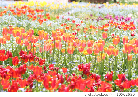 flowerbed,pickpocket flower bed, full bloom, spring flower