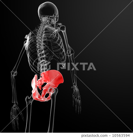 3d render pelvis under the x-rays