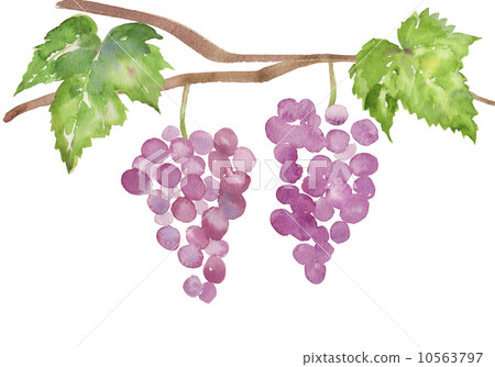 illustration : grape, violet, design