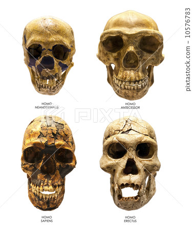 图库照片: fossil skull of homo erectus, sapiens, neanderthalis