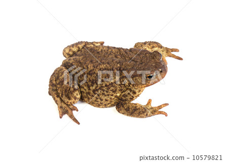 图库照片: forest toad. green frog