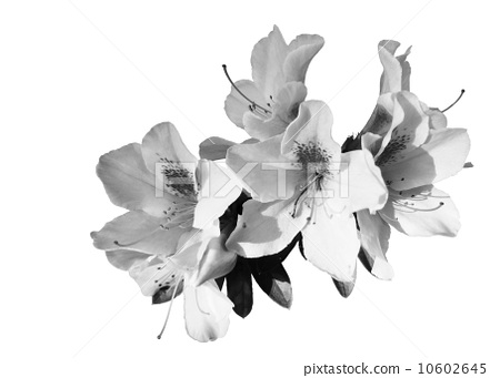 花朵 黑白的 花图片