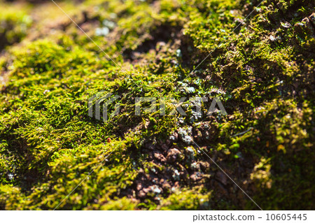 青苔 地衣 苔藓