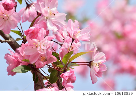 花朵 苹果开花蟹 春之花