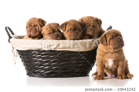 litter of puppies-图库照片 [10643242] - pixta