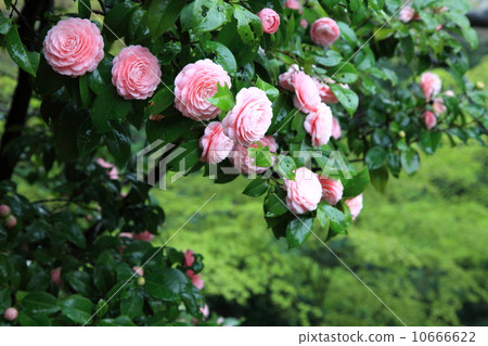 camellia,nanahira stock photo: camellia see all