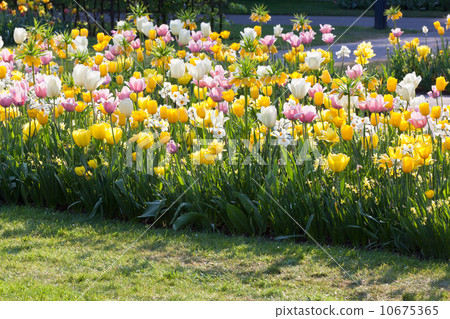 图库照片: bright flowerbed
