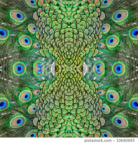 peacock green,terra cotta 图库照片: male green peacock feathers