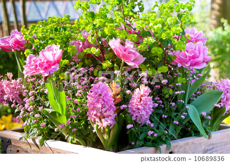 图库照片: pink flowerbed