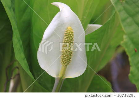 asian skunk cabbage, botanical, plant