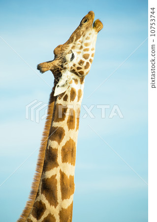 stock photo: giraffe (upper body)