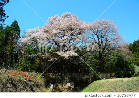 樱花 野樱桃花 野樱桃树