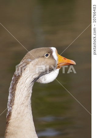 wild goose pagoda,14th stock photo: goose, wild goose, geese