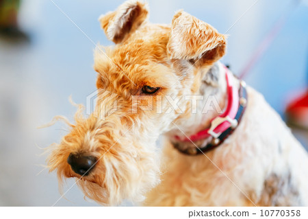 wire fox terrier