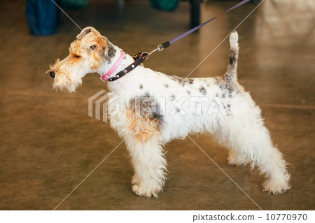 照片素材(图片): wire fox terrier