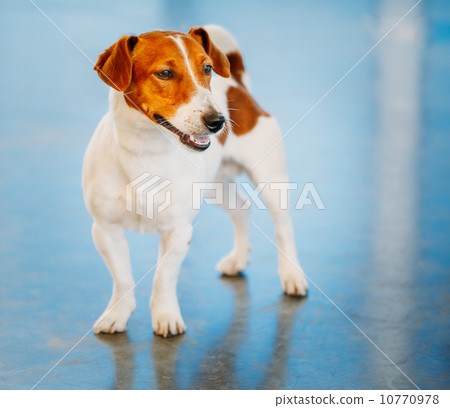 图库照片: dog jack russel terrier