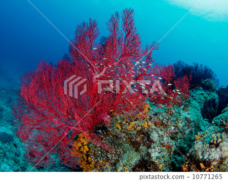 stock photo: soft coral