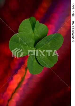 三叶草 五叶花 运气