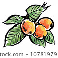 图库插图: 水果 枇杷 水彩画