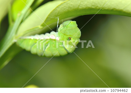 citrus swallowtail butterfly, chrysalis, pupa