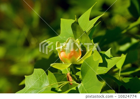 tulip tree, liriodendron, bloom